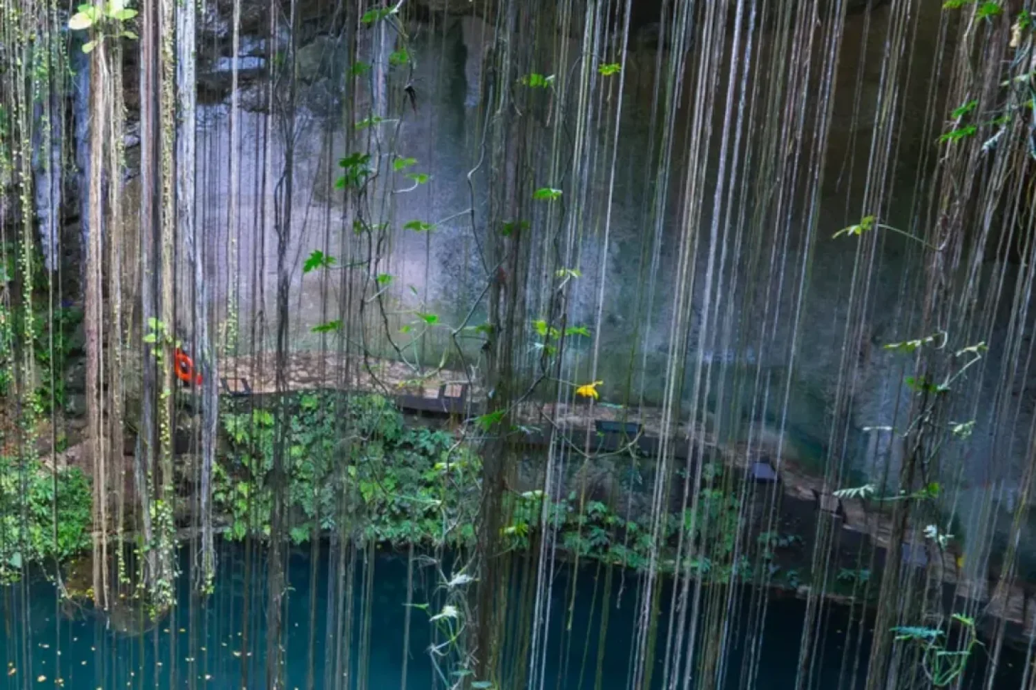 cenote-y-vegetacion